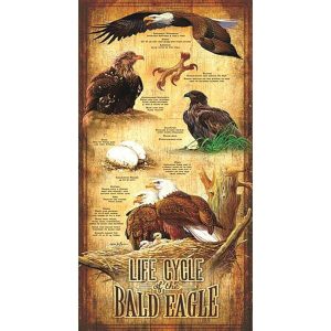 Lifecycle Of The Eagle 500 Pc Jigsaw Puzzle  |   Jigsaws Craft Jigsaws